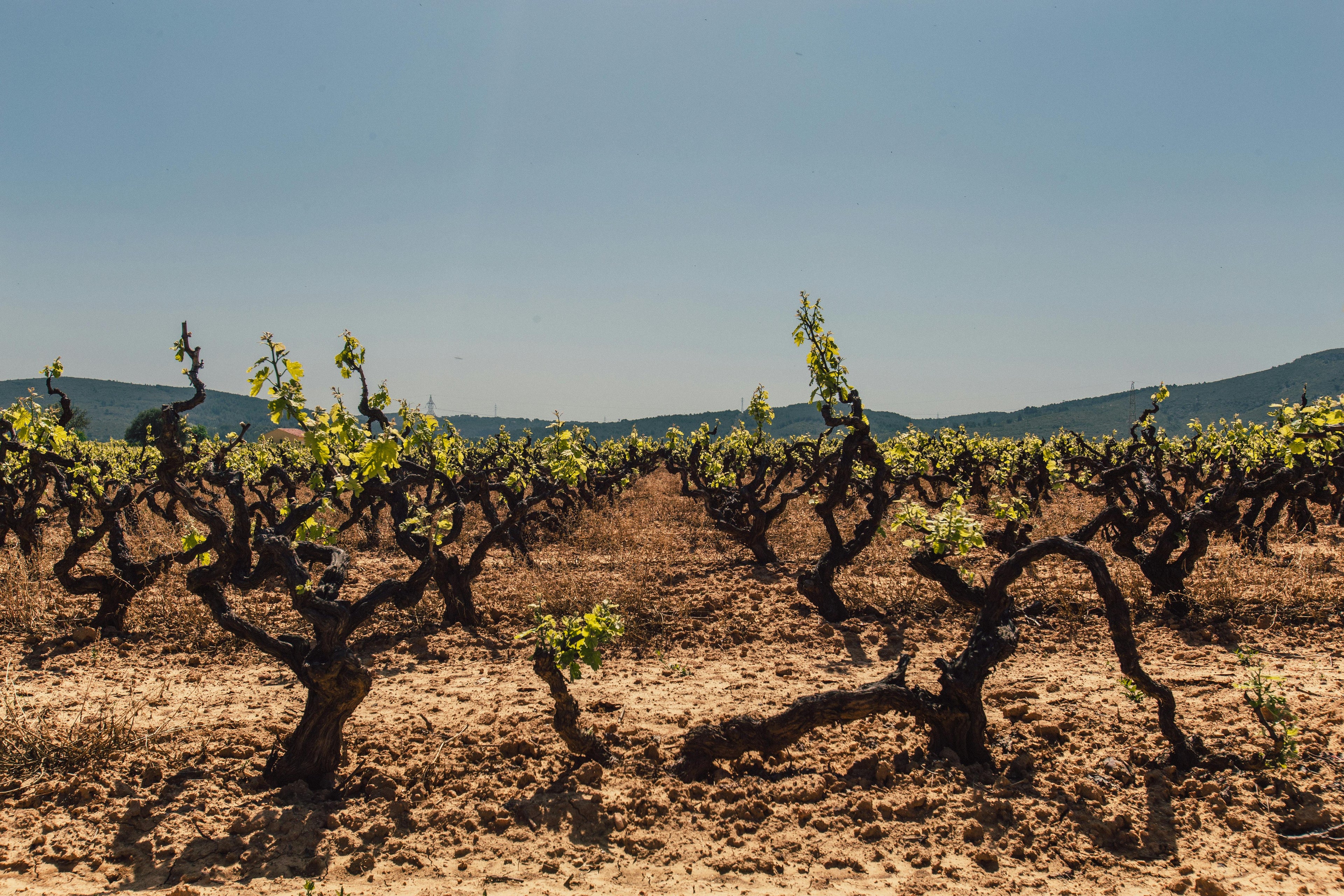 Die Ägäis im Glas: Wie antike Traditionen den modernen griechischen Wein prägen